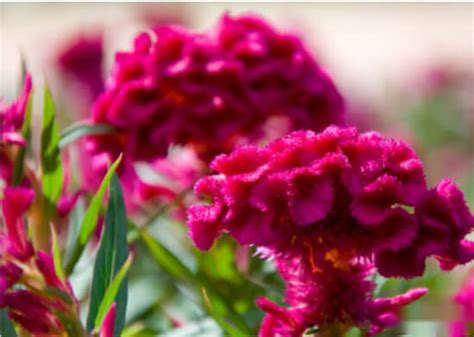 雞冠花風水|風水學中的雞冠花寓意【雞冠花寓意從風水説】 – 香港 算命師傅